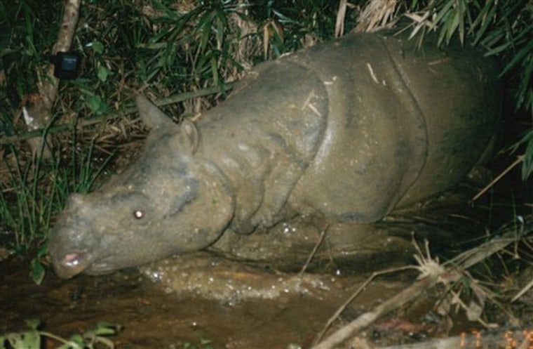 In this July 8, 2004 photo taken by a trapcamera and released by WWF, the last rhino in Vietnam is shown in Cat Tien National Park
